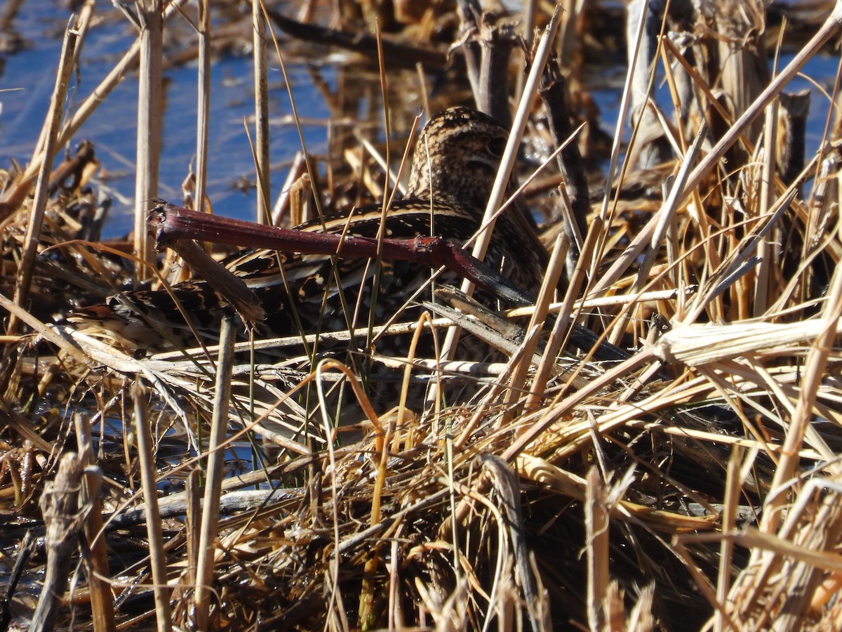 Wilson's Snipe - ML617346163