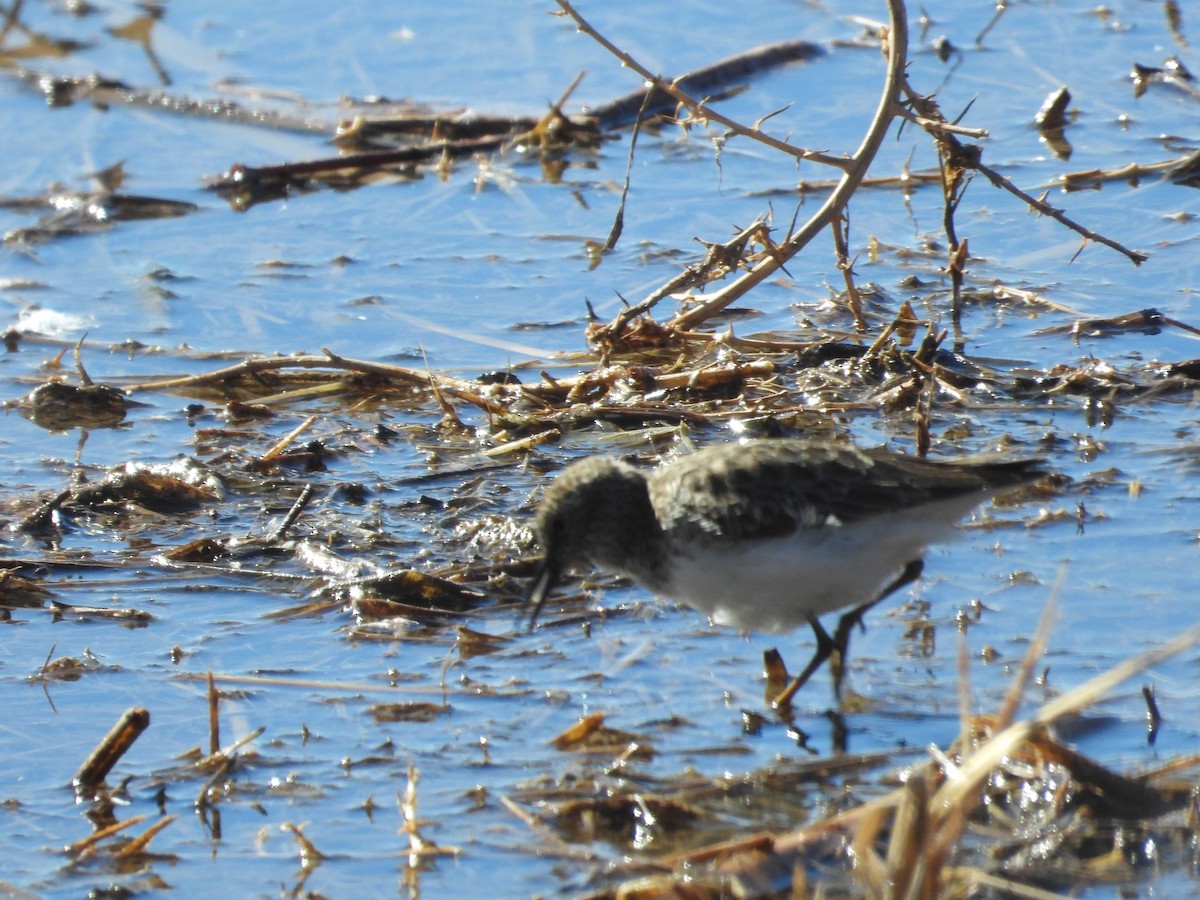 Least Sandpiper - ML617346170