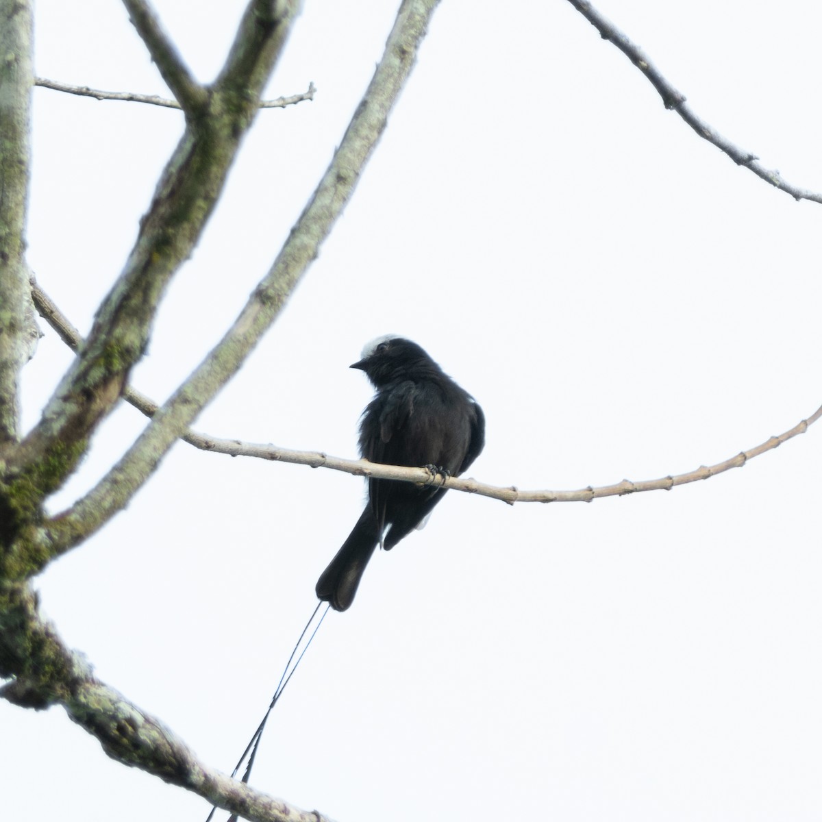 Long-tailed Tyrant - ML617346176