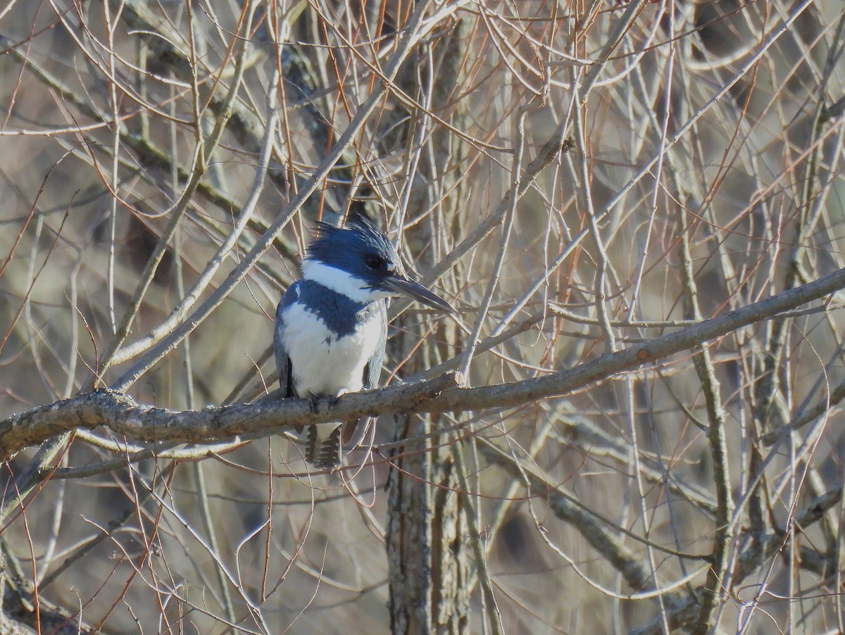 Belted Kingfisher - ML617346184