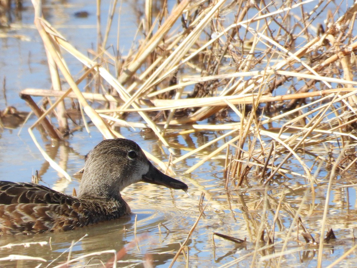 Blue-winged Teal - ML617346206