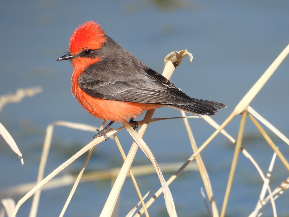 Vermilion Flycatcher (Northern) - Colby Neuman