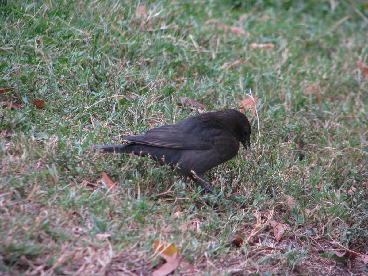 Shiny Cowbird - Nicolas Vilches