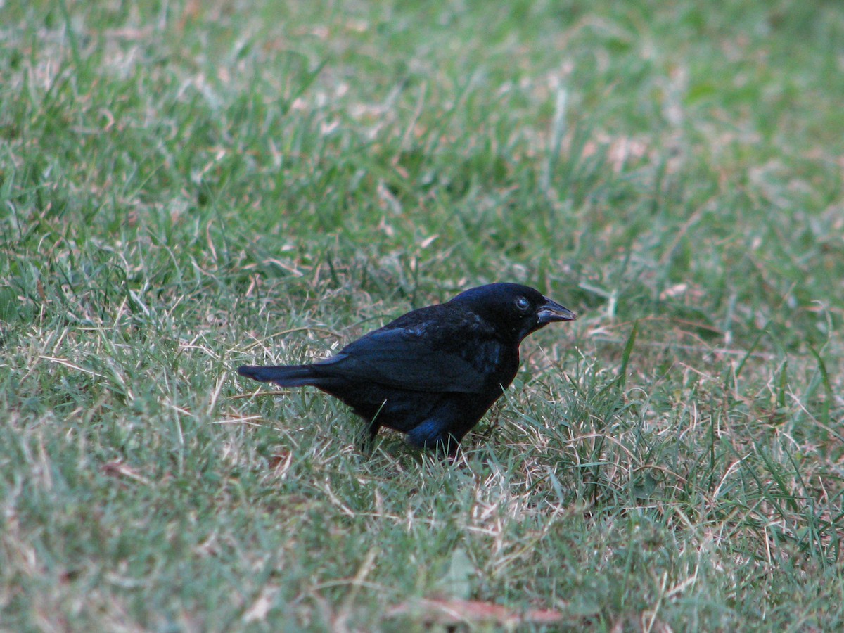 Shiny Cowbird - Nicolas Vilches