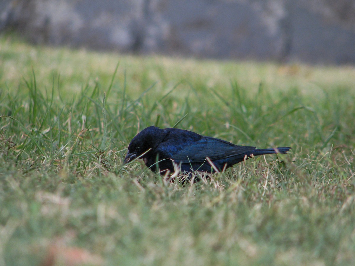 Shiny Cowbird - Nicolas Vilches