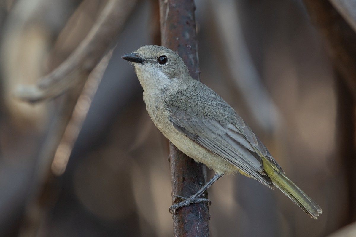 Black-tailed Whistler - Adrian Boyle