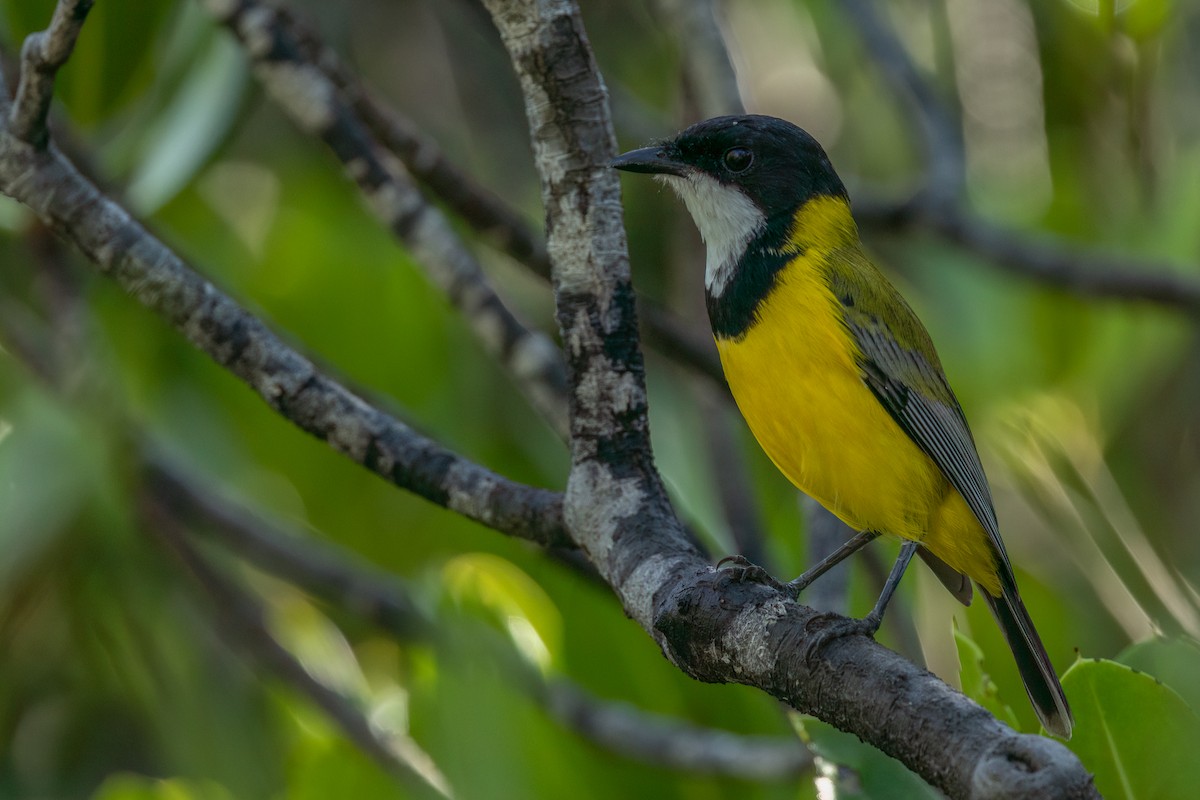 Black-tailed Whistler - ML617346318