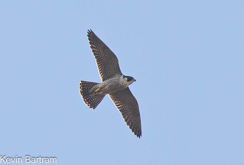 Peregrine Falcon (Australian) - ML617346321