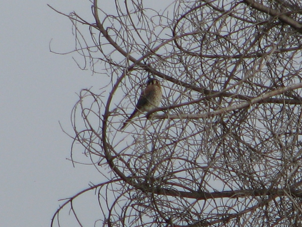 American Kestrel - ML617346325