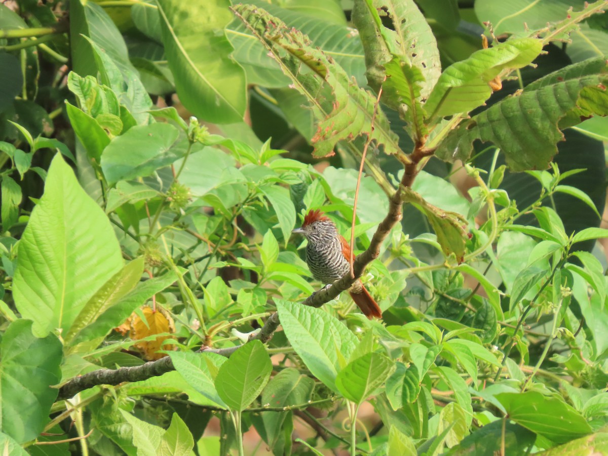 Lined Antshrike - ML617346329