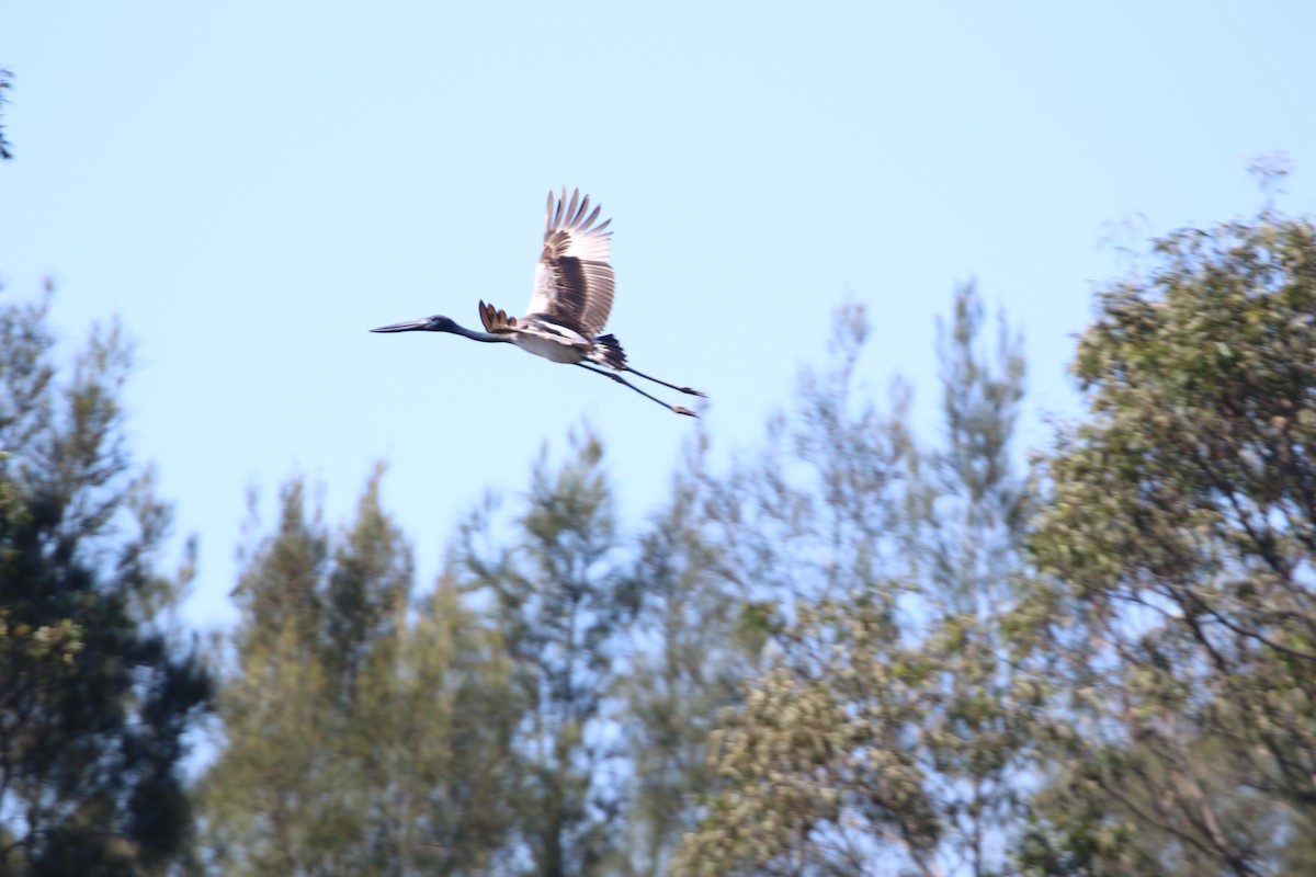 Black-necked Stork - ML617346333