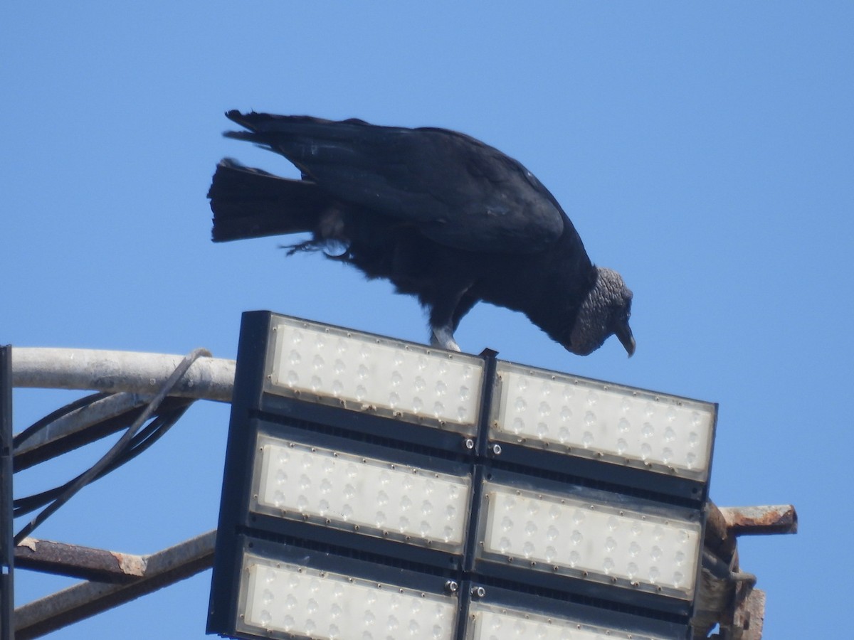 Black Vulture - A M