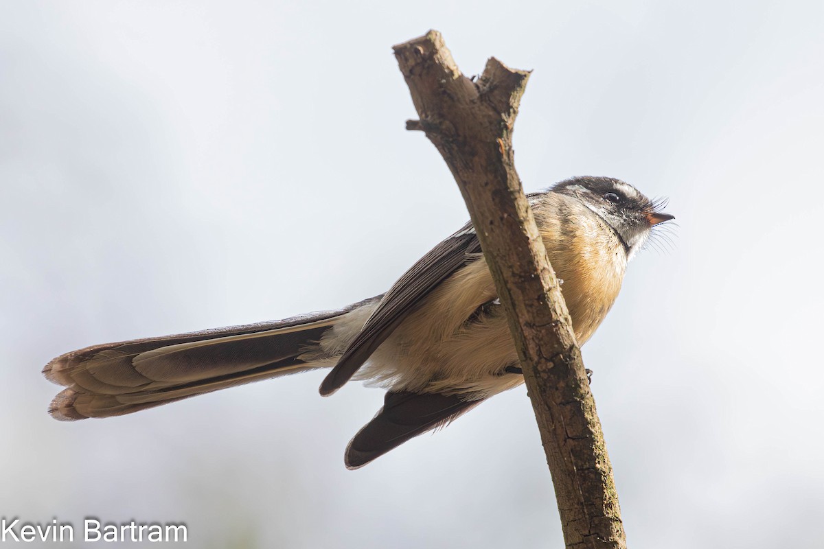 Gray Fantail (albiscapa) - ML617346350