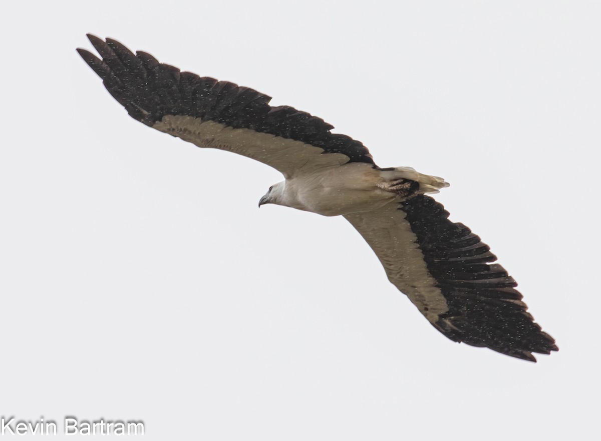 White-bellied Sea-Eagle - ML617346409