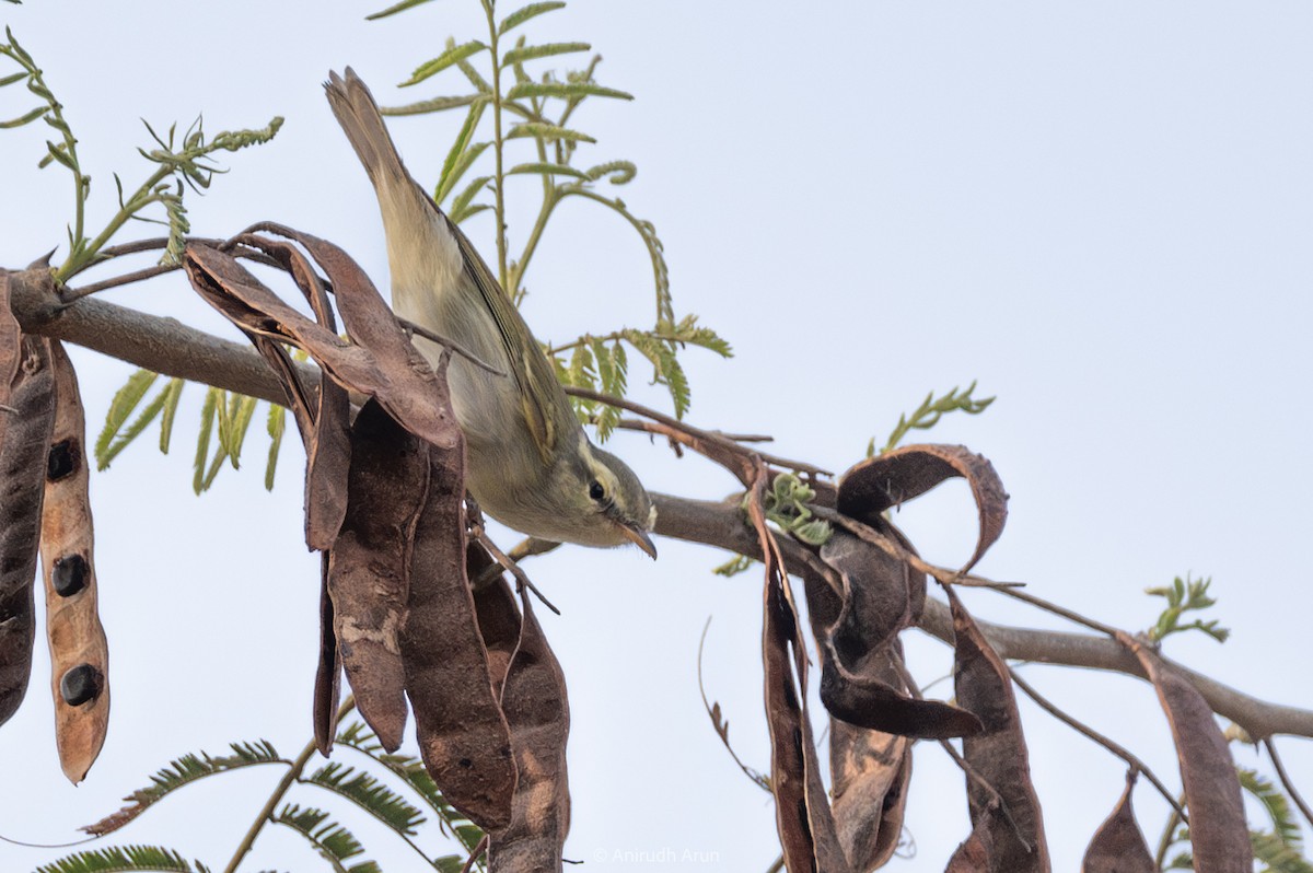 Western Crowned Warbler - ML617346423