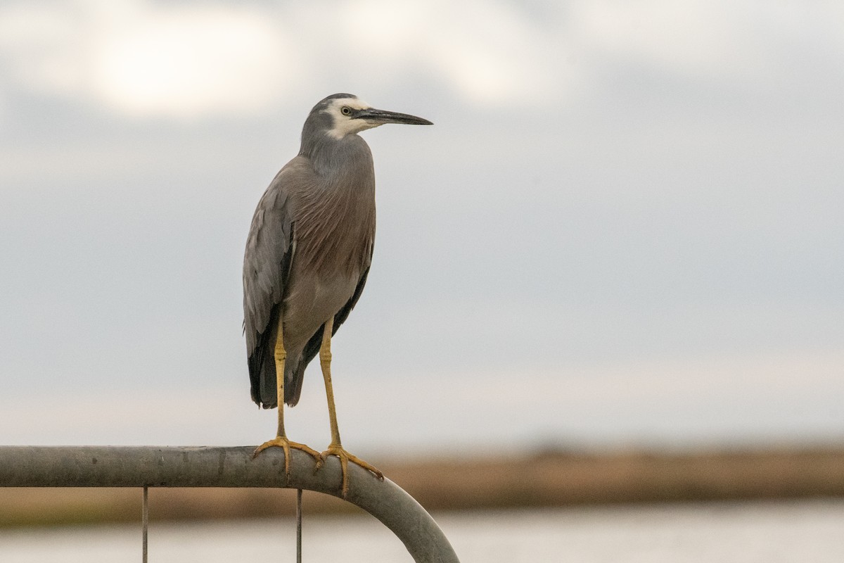 White-faced Heron - ML617346435