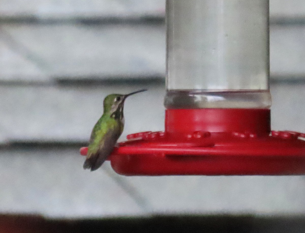 Calliope Hummingbird - ML617346511
