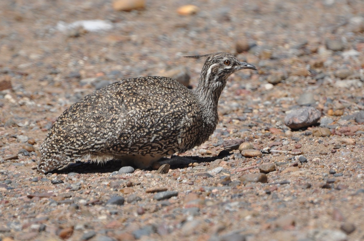 Elegant Crested-Tinamou - ML617346558