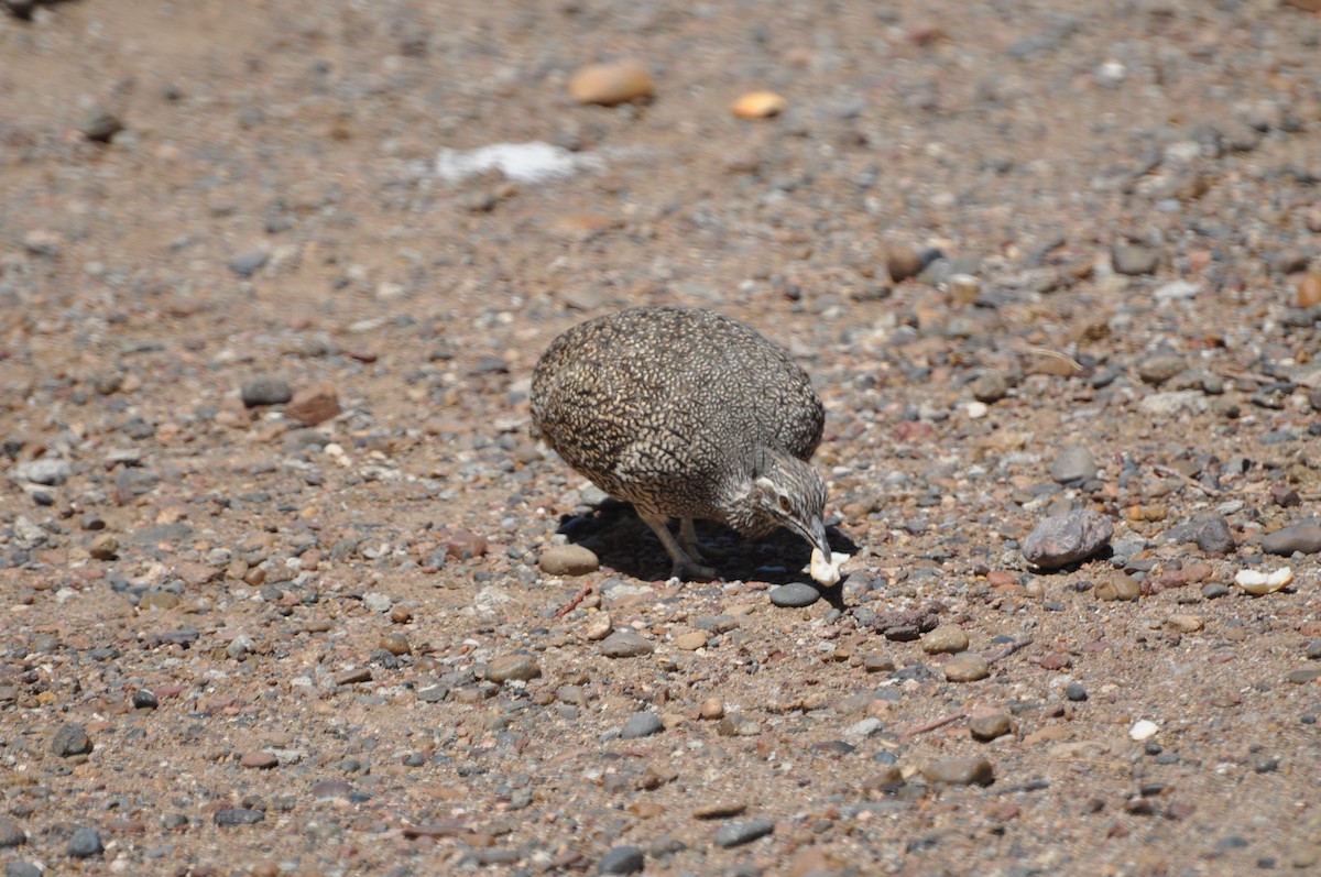 Elegant Crested-Tinamou - ML617346559