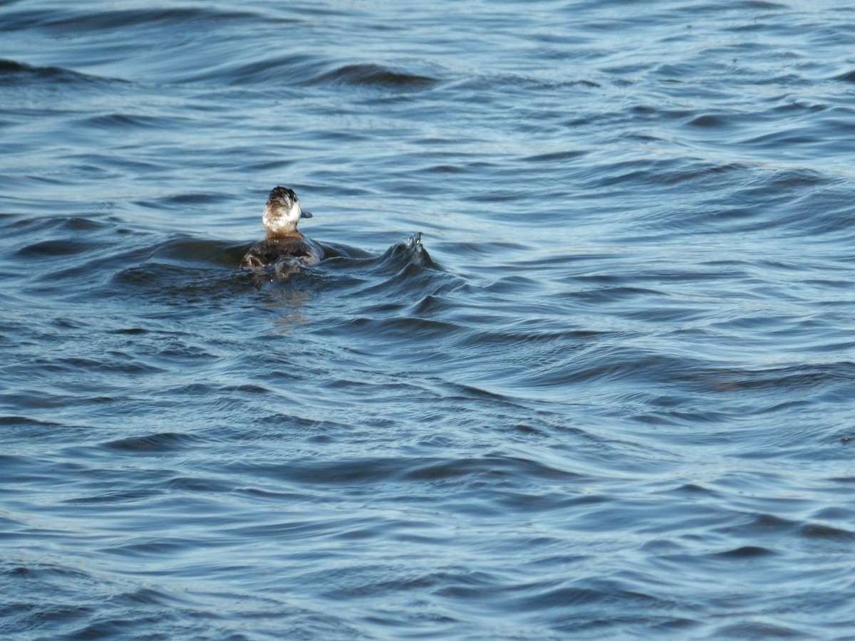 Ruddy Duck - ML617346565