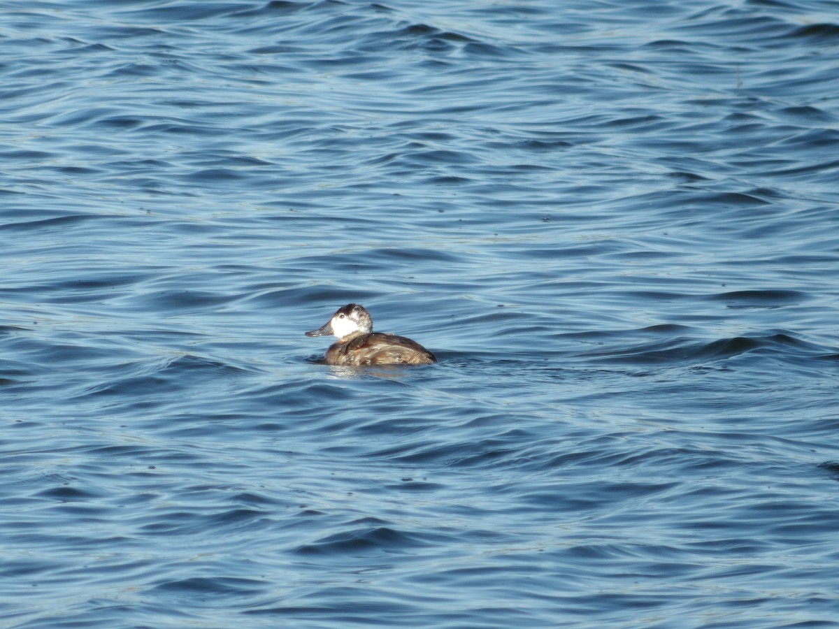 Ruddy Duck - ML617346567