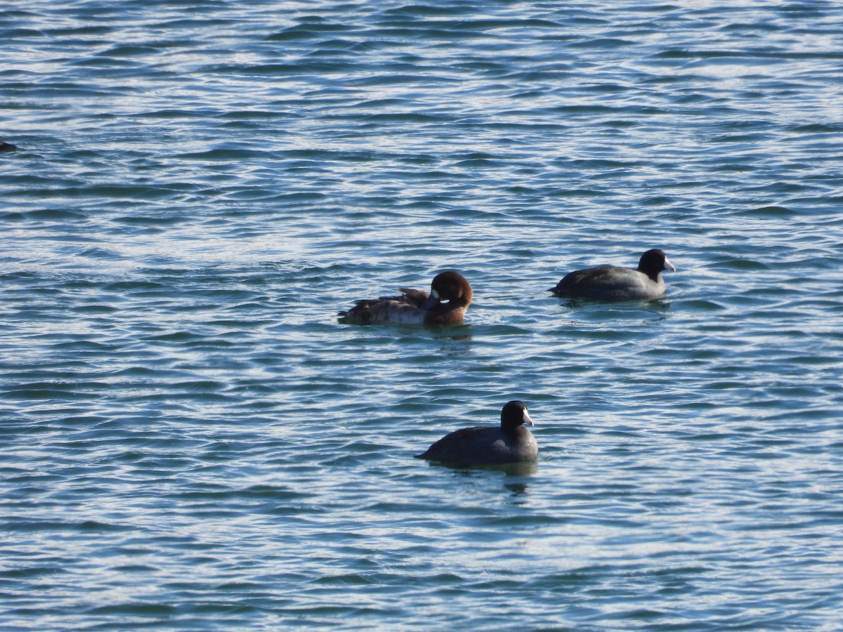 Greater Scaup - ML617346574