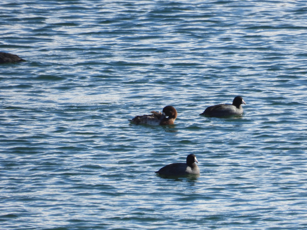 Greater Scaup - ML617346575