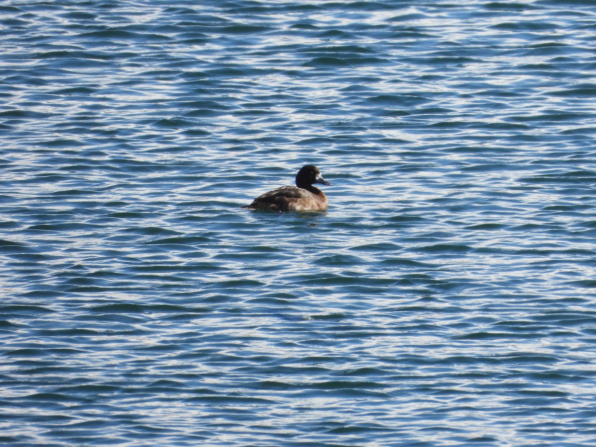 Greater Scaup - ML617346576