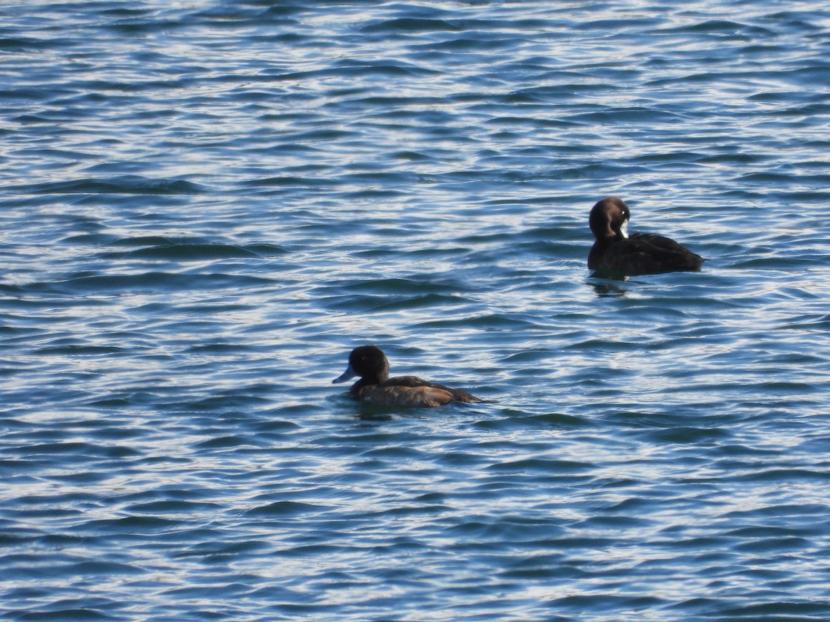 Greater Scaup - ML617346577