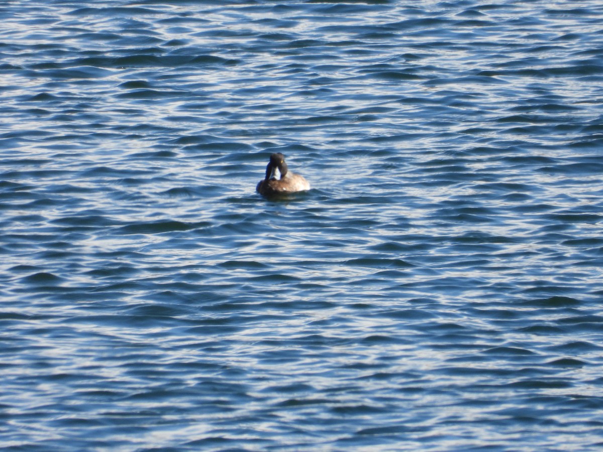 Greater Scaup - Colby Neuman