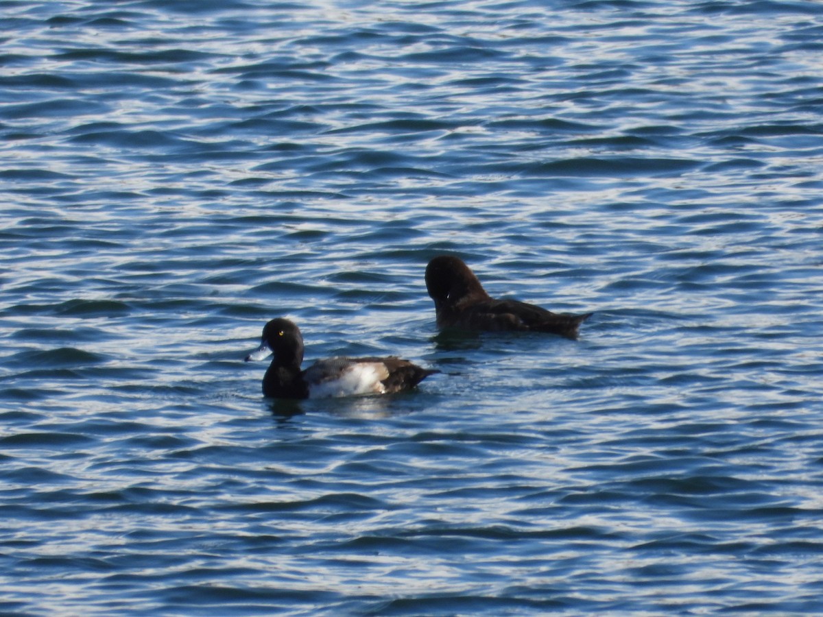Greater Scaup - ML617346579