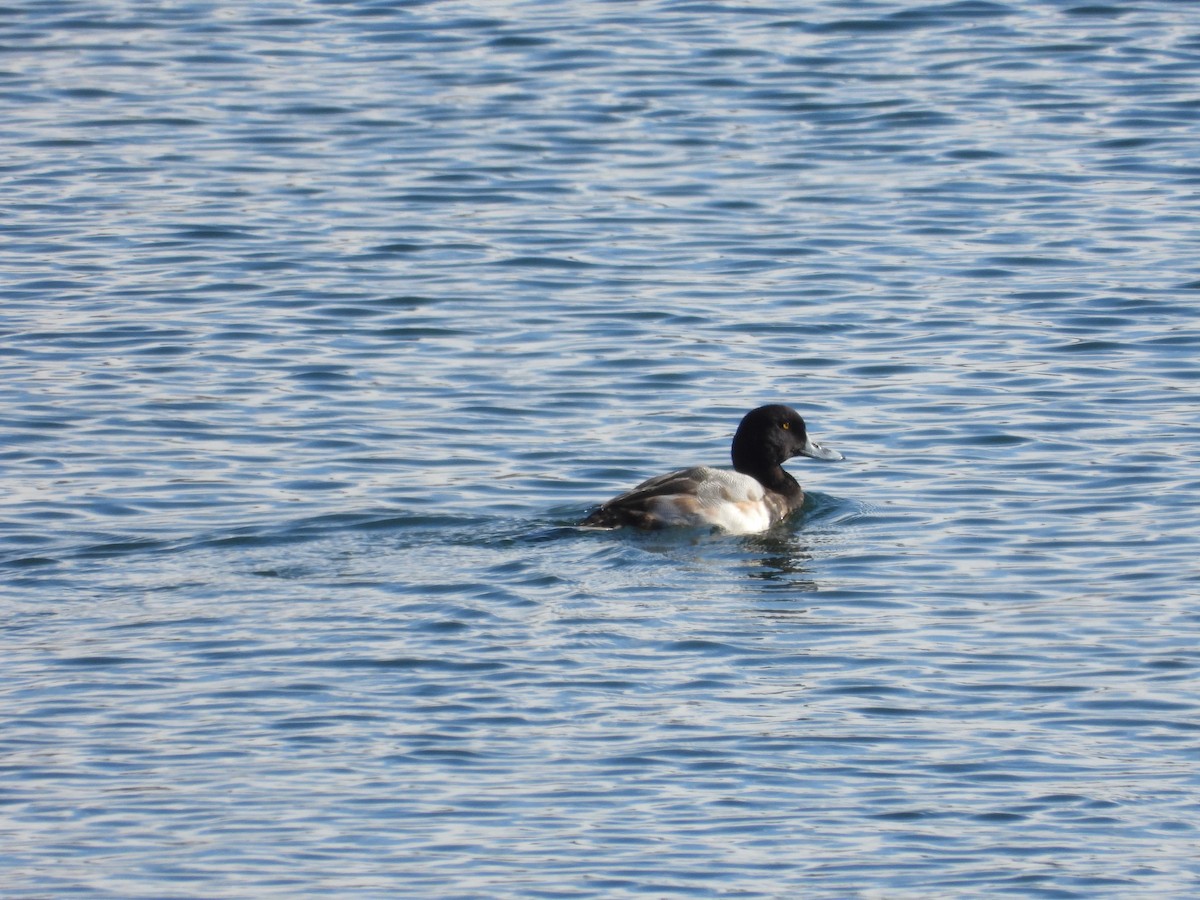 Greater Scaup - ML617346580