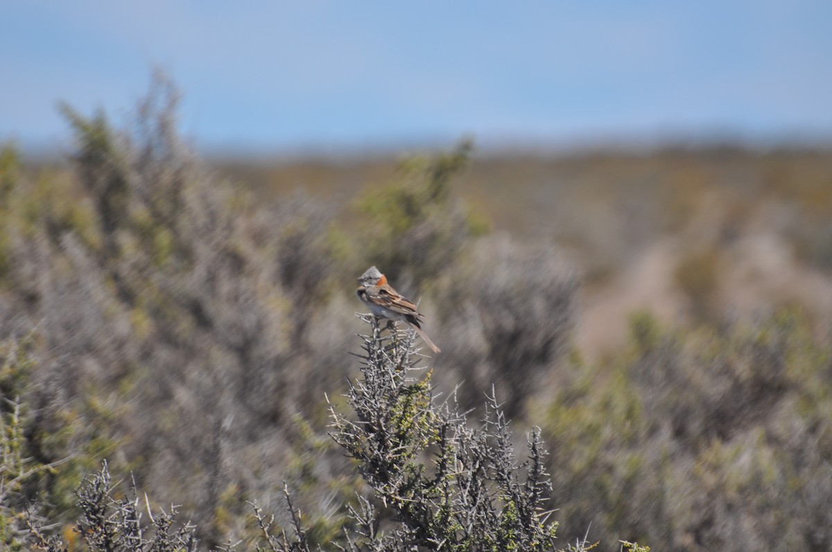 Rufous-collared Sparrow - Abigail Duvall