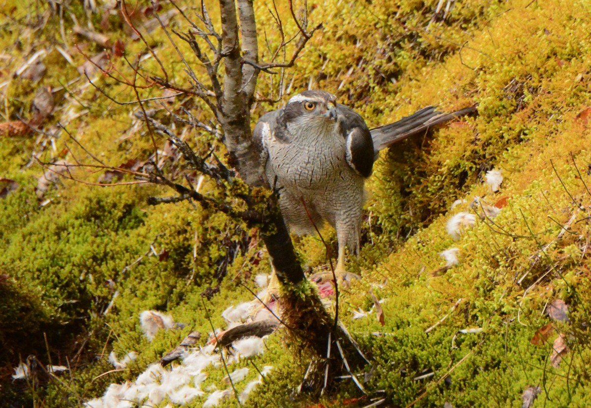 American Goshawk - ML617346589