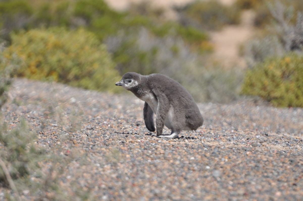 Pingüino Magallánico - ML617346607