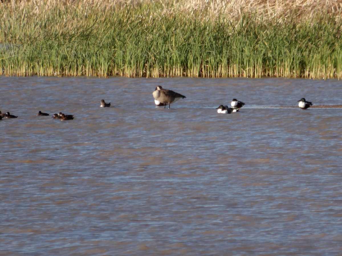 Canada Goose - ML617346617