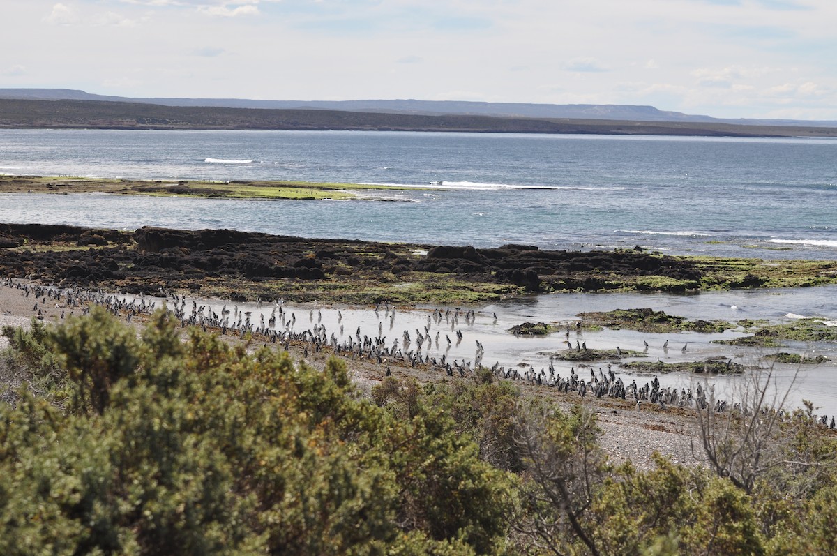 Magellanic Penguin - ML617346671