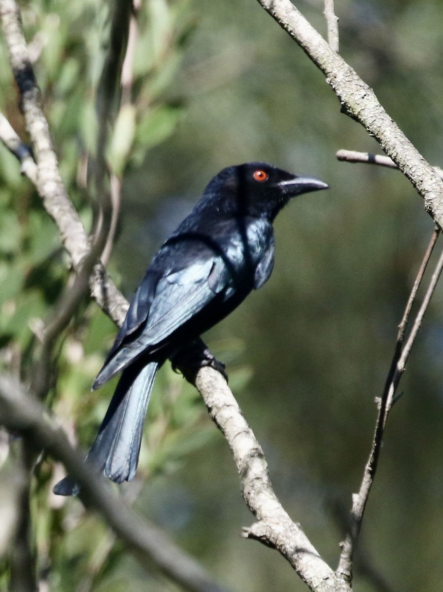 Spangled Drongo - ML617346696