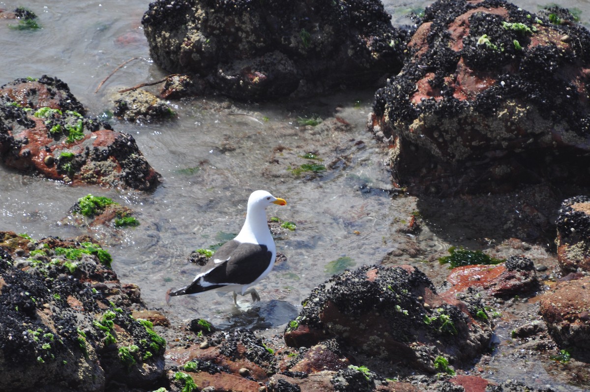 Kelp Gull - ML617346707