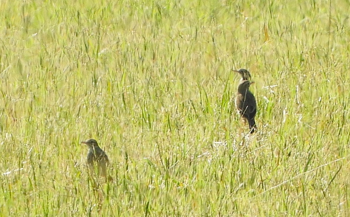 Australian Pipit - stephen gallivan