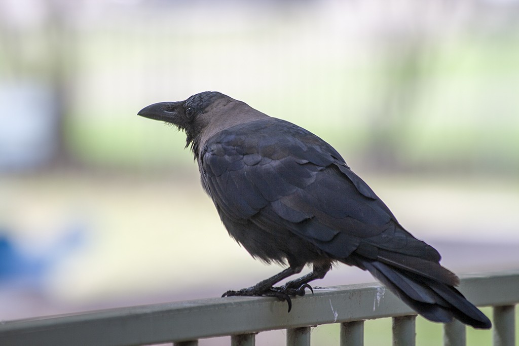House Crow - ML617346733