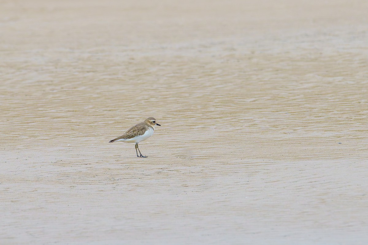 Double-banded Plover - ML617346772