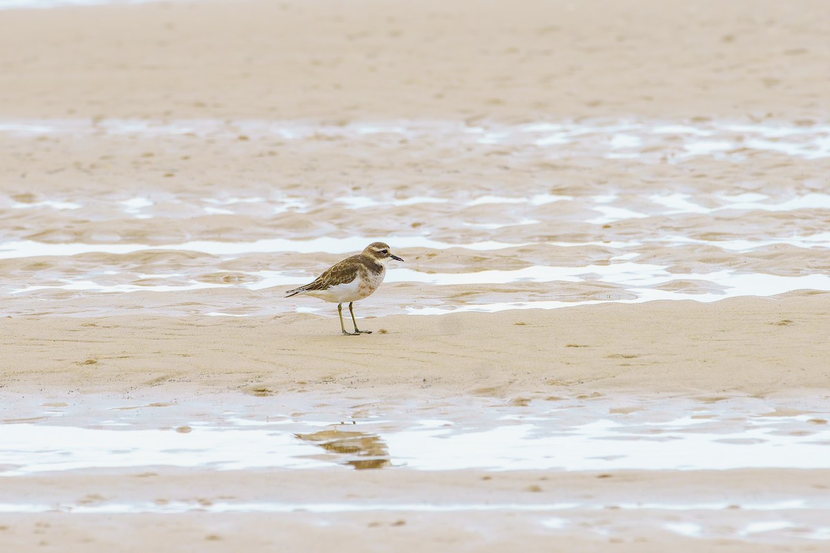 Double-banded Plover - ML617346773