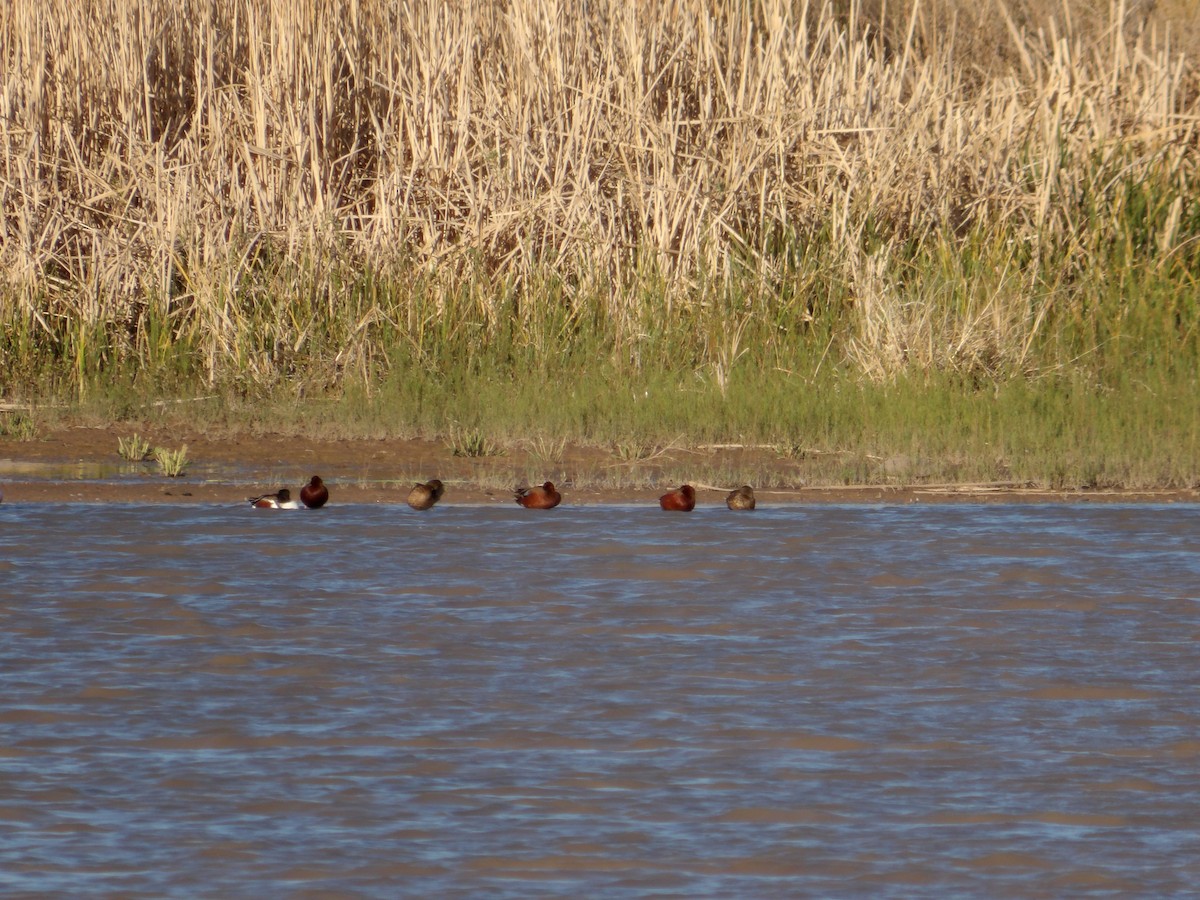 Northern Shoveler - ML617346774