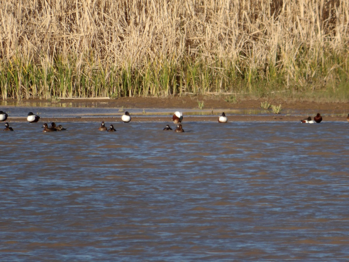 Canard souchet - ML617346782