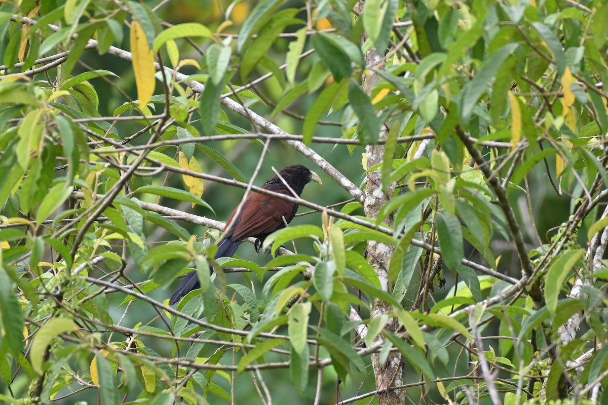 Green-billed Coucal - ML617346839