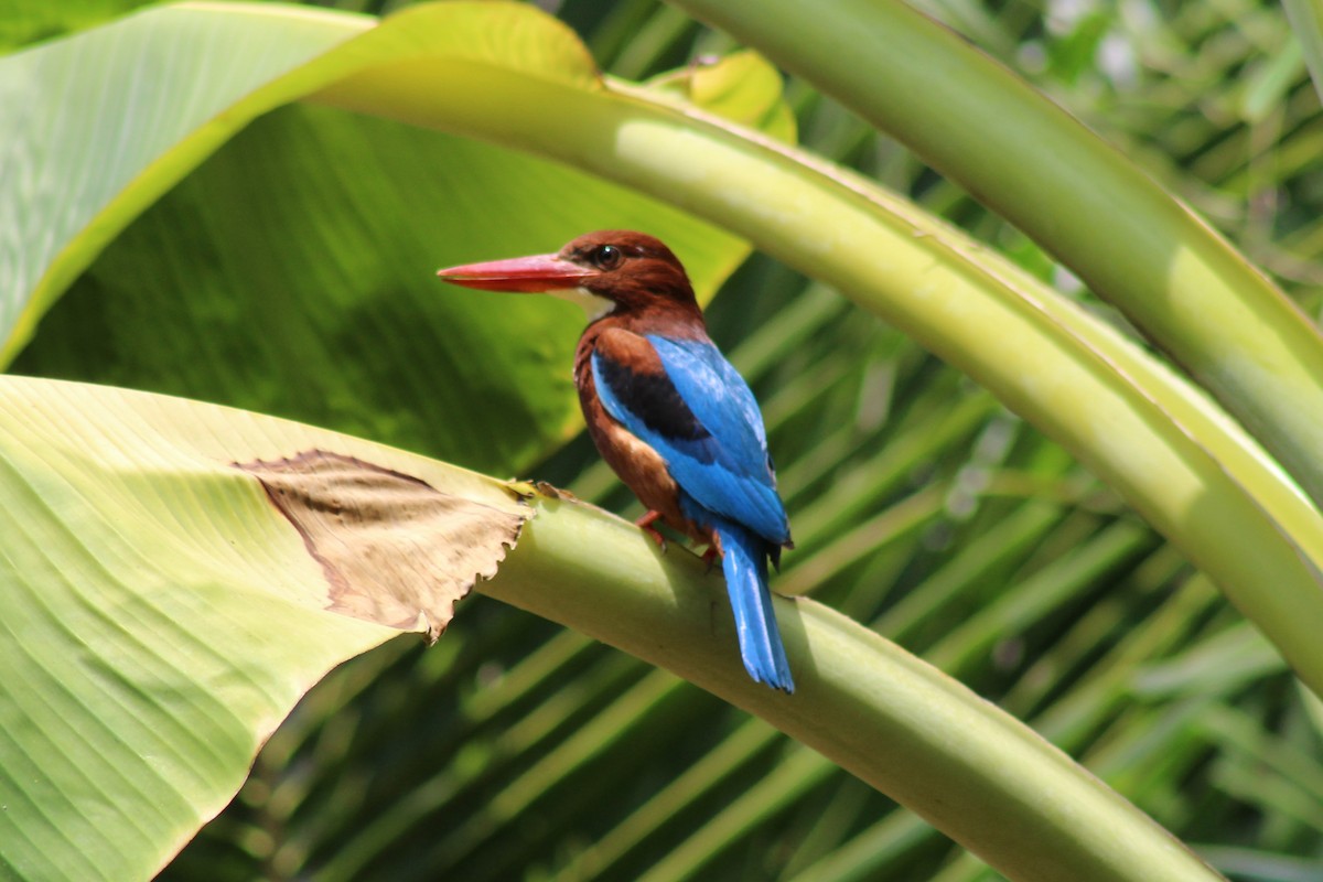 White-throated Kingfisher - Steffin Babu