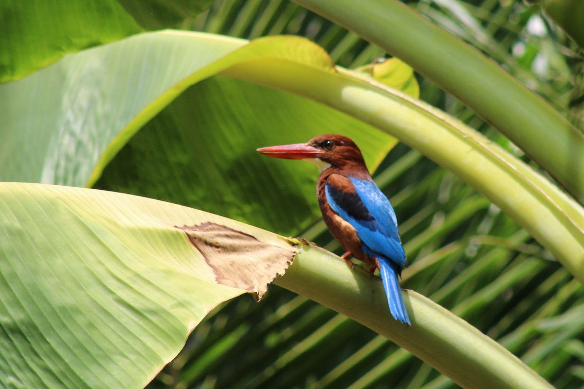 White-throated Kingfisher - ML617346858