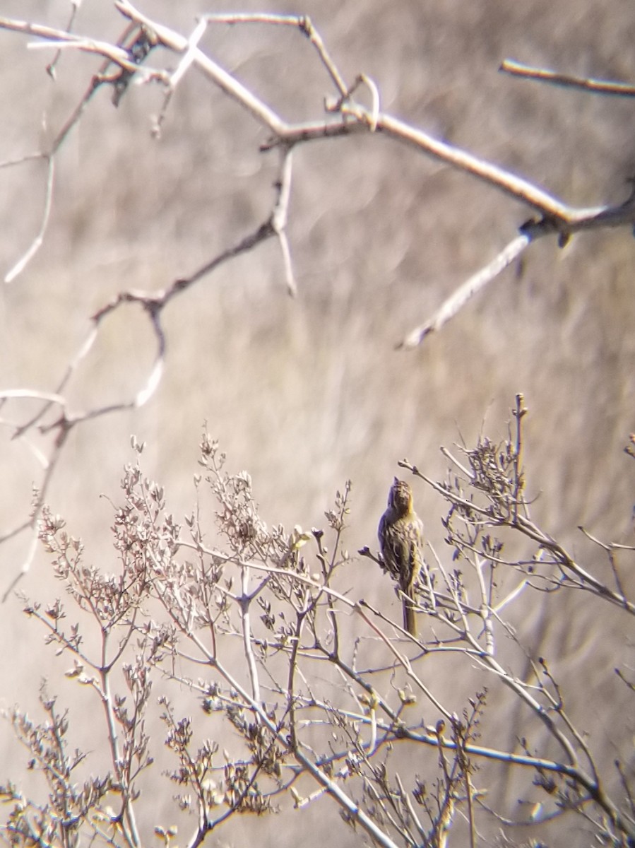 Song Sparrow - ML617346899