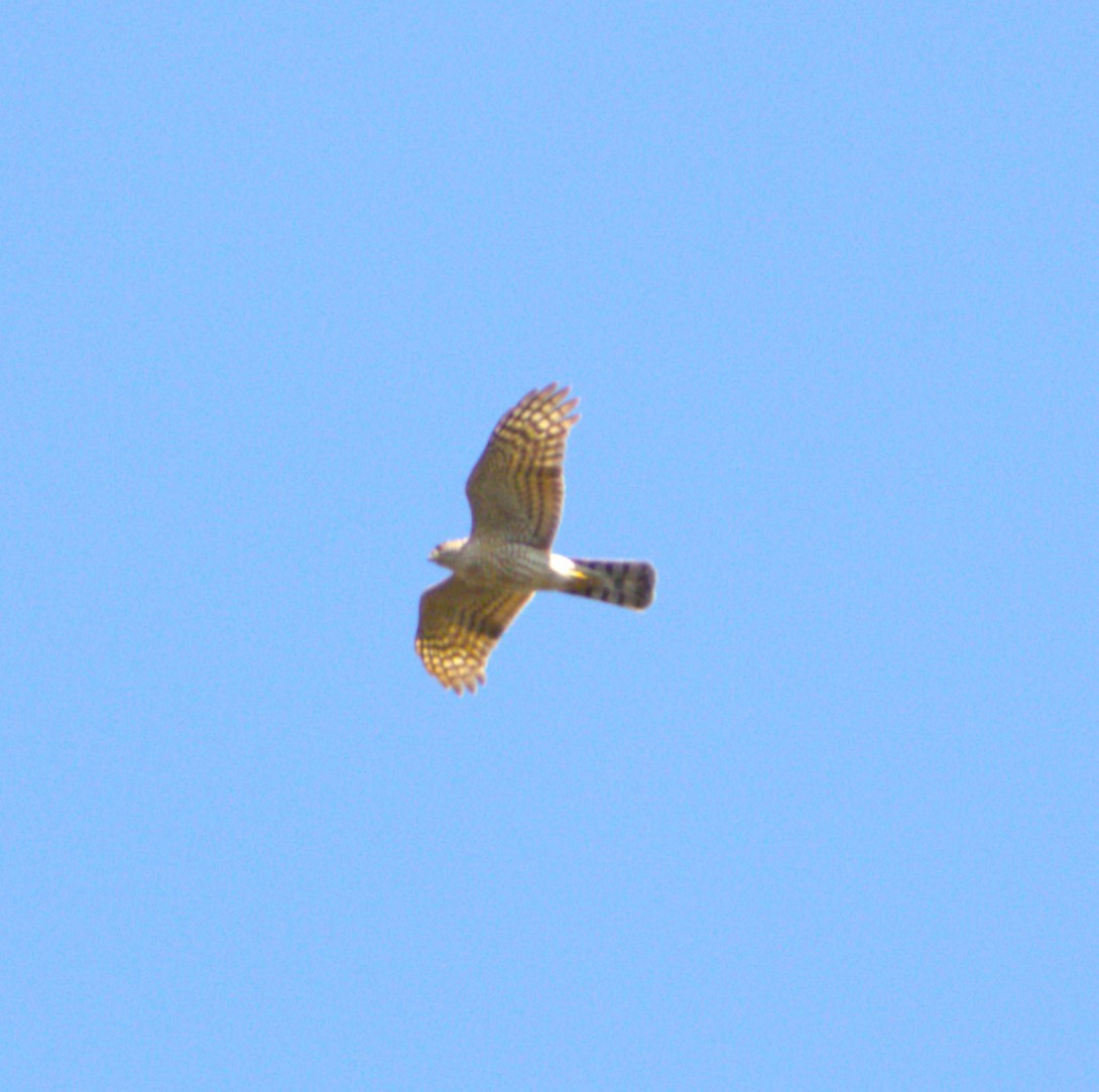 Sharp-shinned Hawk - Marsha Painter